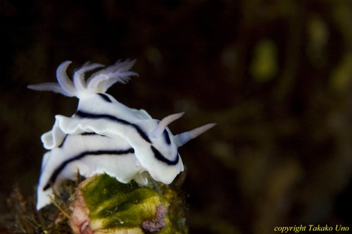 Chromodoris lochi 01t 1634