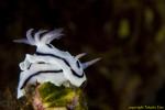 Chromodoris lochi 01t 1634
