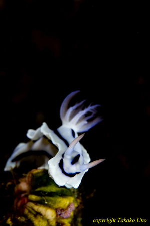 Chromodoris lochi 02t 1638