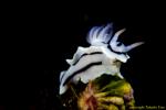 Chromodoris lochi 03t 1640