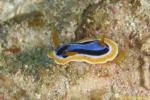 Chromodoris elizabeth 01t juv 0645