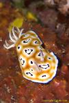 Chromodoris leopardi 05t 1693