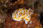 Chromodoris leopardi 08t 1697