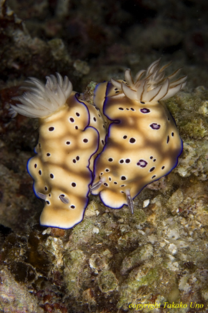 Tryoni Nudi 01t 3658
