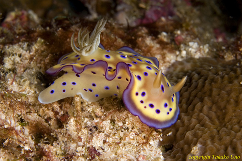 Chromodoris kunei 02t 2176