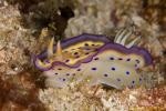 Chromodoris kunei 01t 2174
