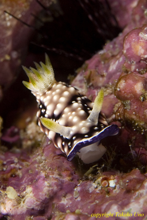 Chromodoris geometrica 04t 1604