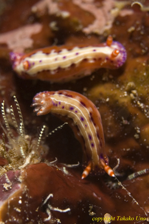 Hypselodoris Nudi 002t 0281