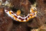 Hypselodoris Nudi 001t 0079