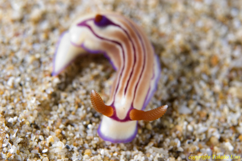 Hypselodoris 003t 0319