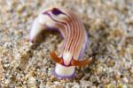 Hypselodoris 003t 0319