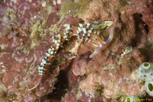 Phidiana Nudi 01t 1380