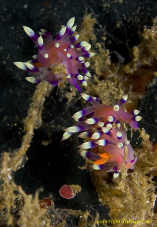 Flabellina exoptata 01t 0692