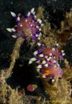 Flabellina exoptata 01t 0692