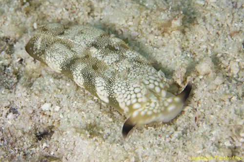 Headshield Slug 03t 1031