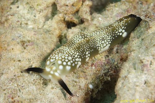 Headshield Slug 002t 0028