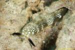 Headshield Slug 002t 0028