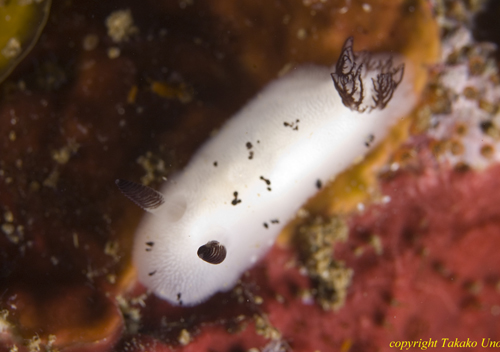 Panda Nudi 03t 0338