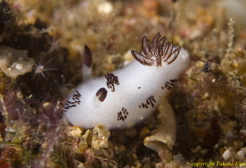 Panda Nudi 01t 0287