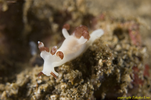 Trapania sp Nudi 02t 0349