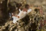 Trapania sp Nudi 02t 0349