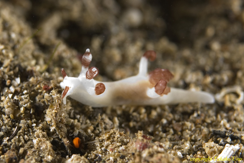 Trapania sp Nudi 01t 0344