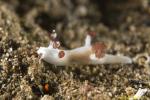 Trapania sp Nudi 01t 0344