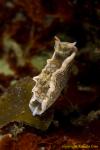 Headshield Slug 005t 0405