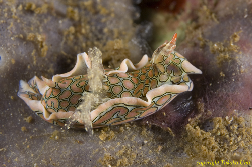 Headshield Slug 07t 0416