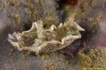 Headshield Slug 07t 0416