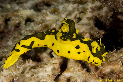 Notodoris Nudi 01t 0933