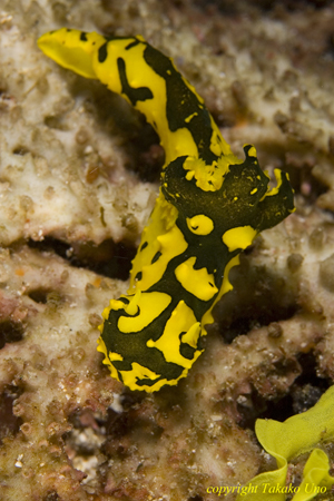 Notodoris Nudi 02t 0936