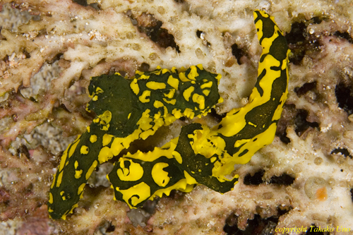 Notodoris Nudi 03t pair 0939
