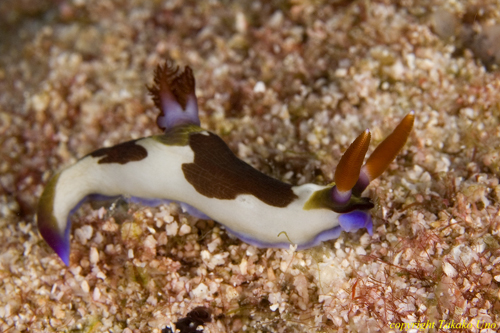 Nembrotha rutilans 04t 2198