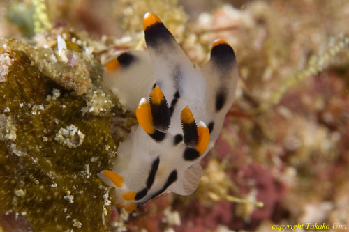 Thecacera picta 003t 2062