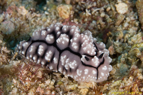 Phyllidia Nudi 08t 3375