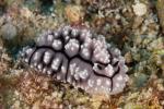Phyllidia Nudi 08t 3375