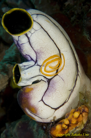 Nudibranch eggs 02t on tunicate 1000