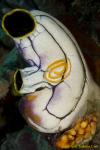 Nudibranch eggs 02t on tunicate 1000