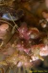 Flatworm 26t 1144 Pseudoceros sp.