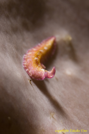 Flatworm 25t 0975 Pseudoceros goslineri juv.?