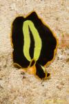 Flatworm 27t 1746 Pseudoceros dimidiatus