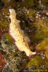 Flatworm 15t 0317 Pseudoceros goslineri