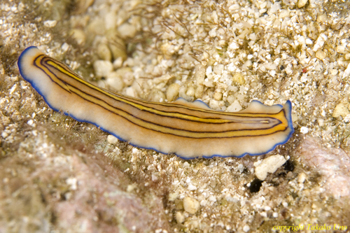 Flatworm 005t 0216 Pseudoceros tritriastus