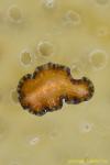 Flatworm 30t 2000 Eurylepta sp.