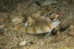 Six Barred Shrimpgoby 01t 0327