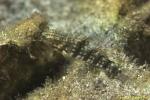 Barred Goby 01t 0497