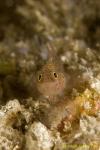 Trimma Goby 01 2007
