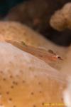 Cling Goby 05t & copepods  1806