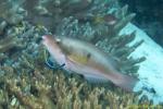 Parrotfish 05t cleans by Wrasse 1882